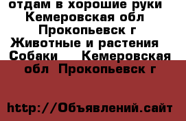 отдам в хорошие руки - Кемеровская обл., Прокопьевск г. Животные и растения » Собаки   . Кемеровская обл.,Прокопьевск г.